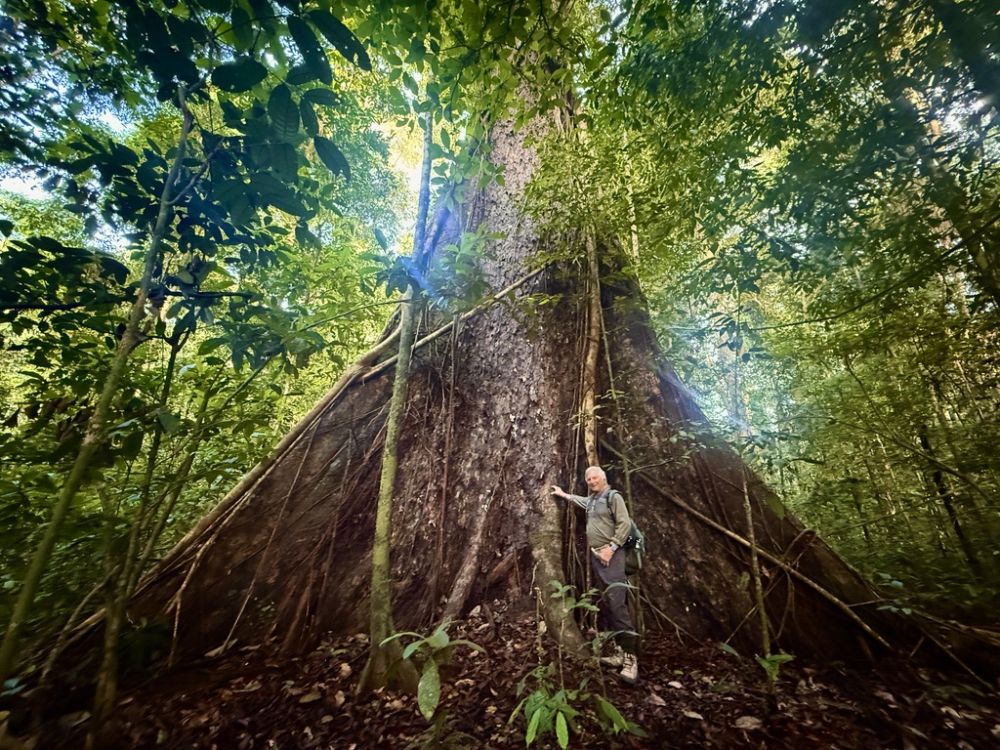 The rainforest in this area was magnificent with trees, towering hundreds of feet over overhead.