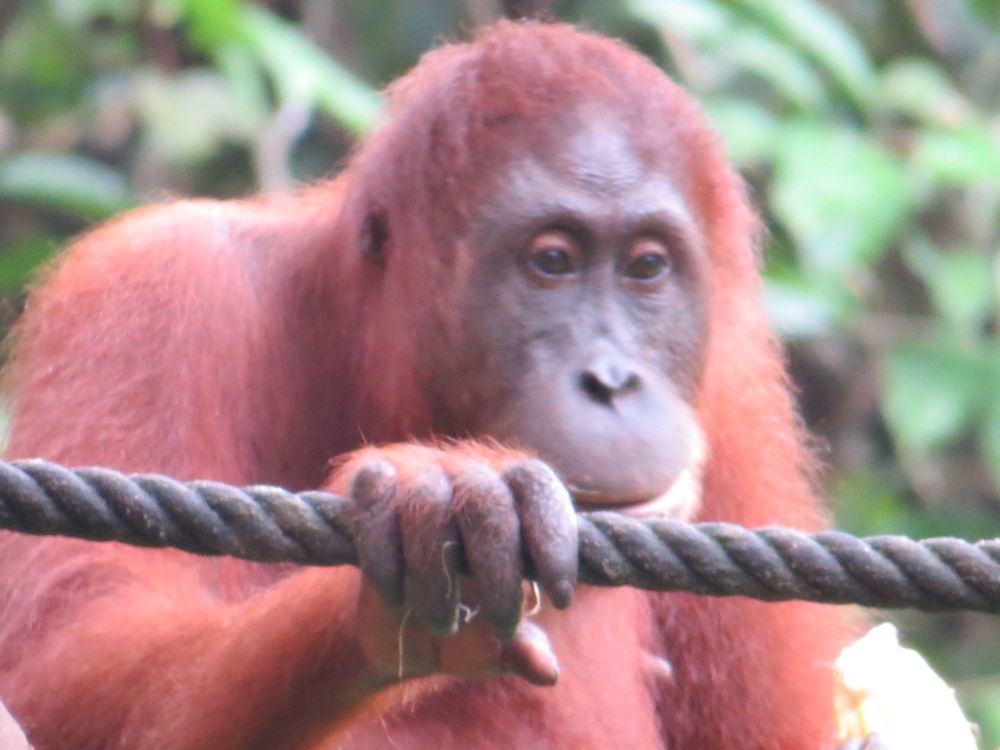 Orangutans red color helps them blend into the rainforest.