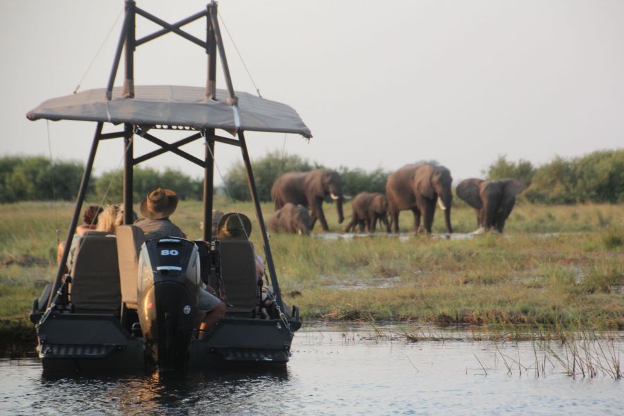 It's so much fun to observe elephants from a few feet away in  a boat.