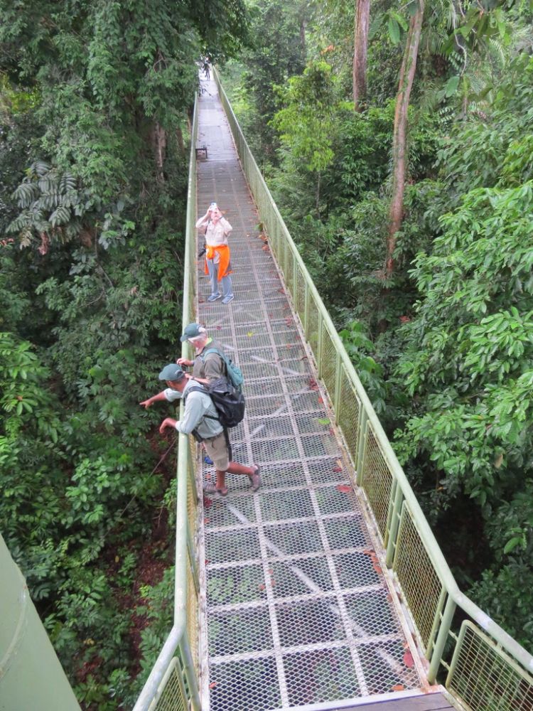 This is a great way to find flying squirrels, flying snakes, and orangutans