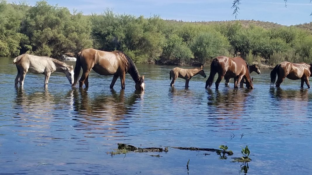  Imagine my delight as we came upon this beautiful herd of wild horses!
