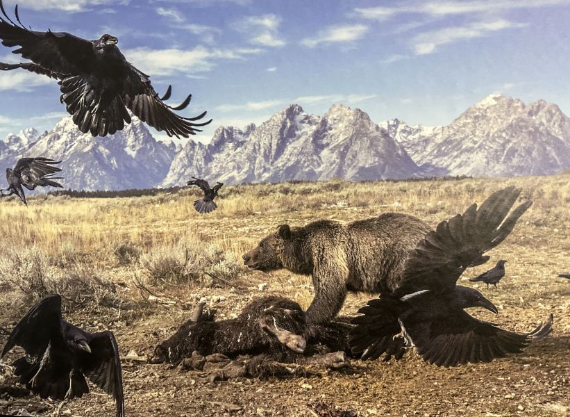 Can you imagine witnessing bears and vultures fighting over a buffalo carcass right in front of you?