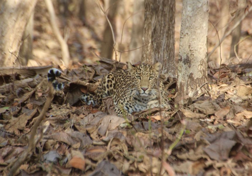 Indian leopards are the most beautiful in the world