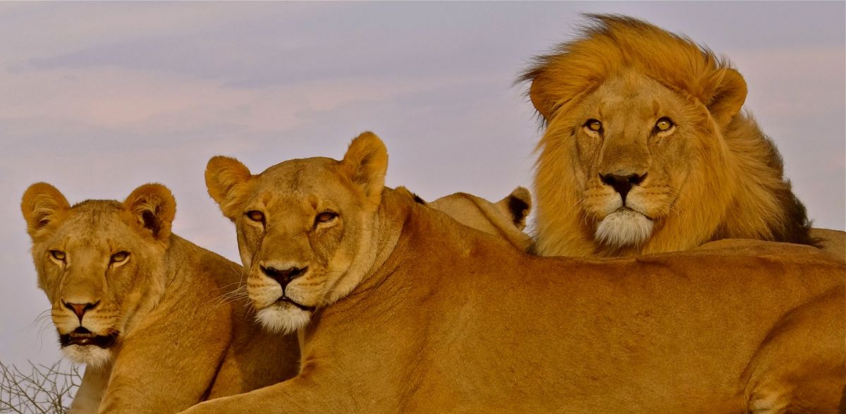 It's certainly a great opportunity to get up close and personal with wild lions