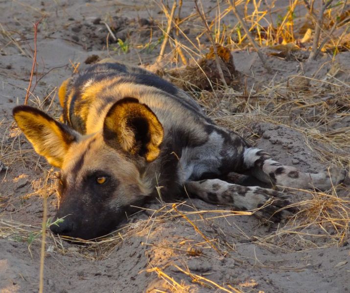 We were even able to spot some very endangered wild dogs