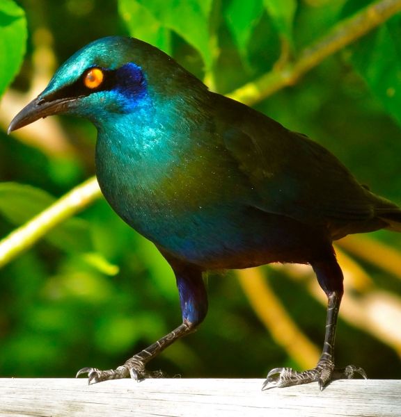 A Cape starling- one of the most beautiful birds in Africa