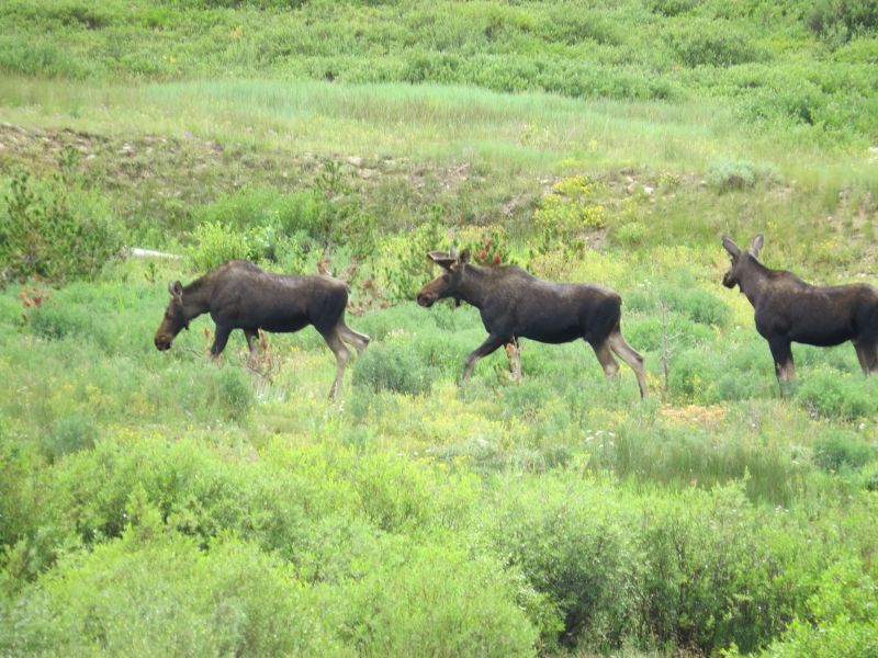 Is nothing like driving along in Colorado and seeing wild moose in the valley below.