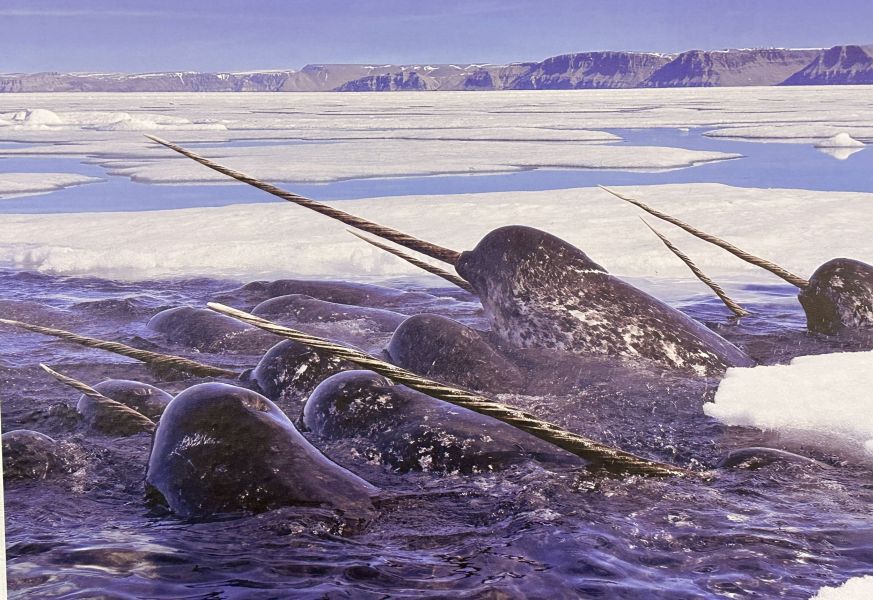 Unbelievable, narwhals trapped in the ice in one of the films