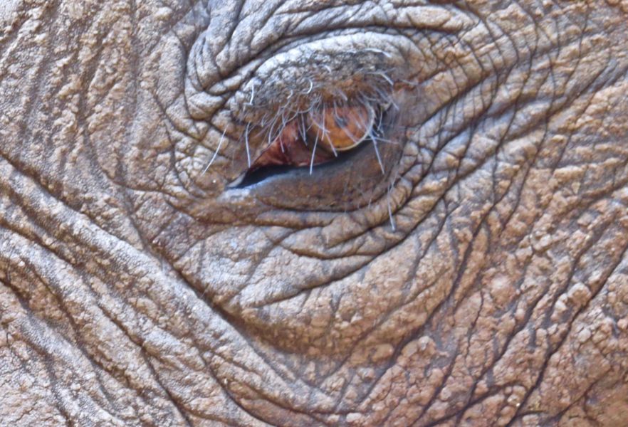 We love getting up close and personal with elephants at the Victoria Falls elephant experience