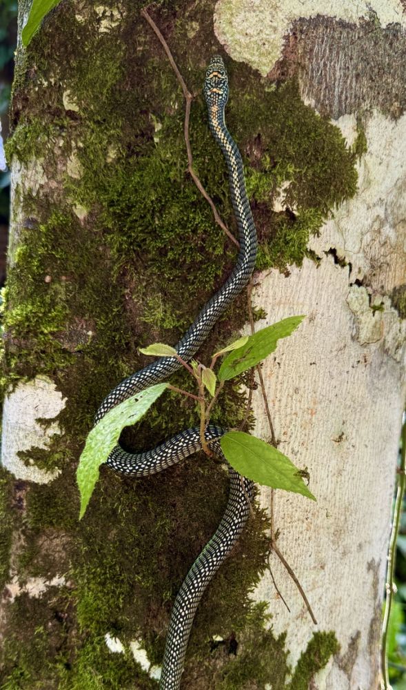 This is a Borneo flying snake, which Anne found in our bathroom one night