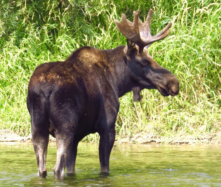   There is nothing like riding a bike up to a moose just a few feet off the bike path