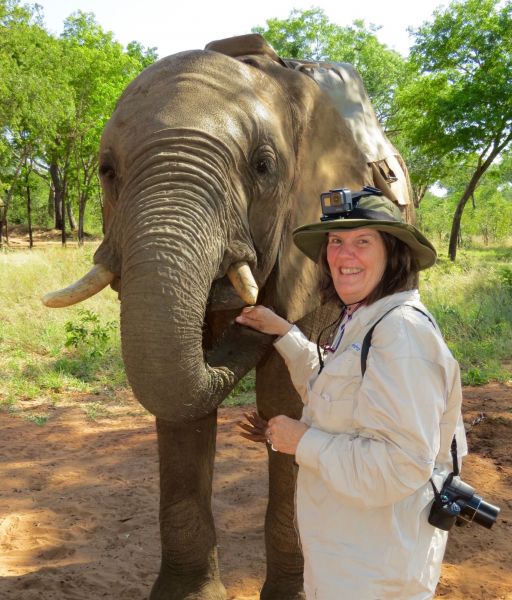 This is a great opportunity for Susan ,our veterinarian friend, to closely examine an elephant