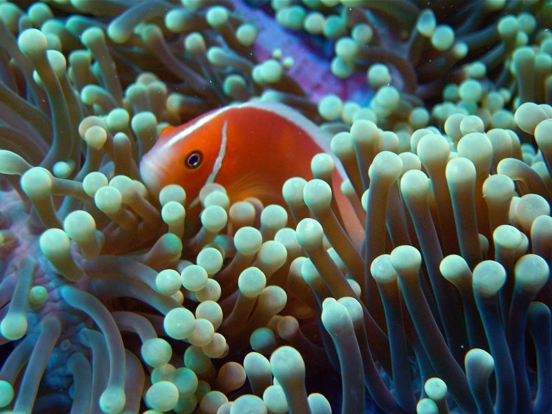The corals and fish were beautiful, especially the clown fish