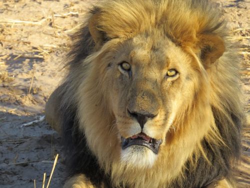 Botswana- 2012