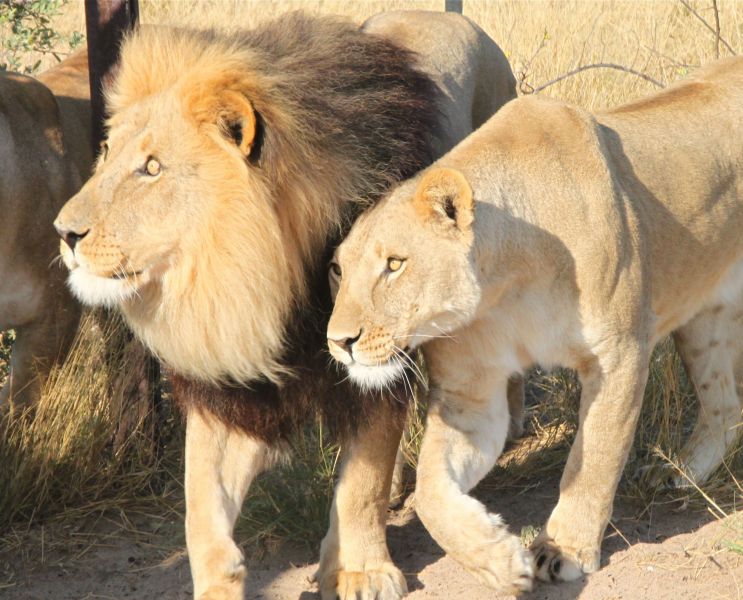 The Lions here are fed wildlife and cattle  and kept in huge penned areas