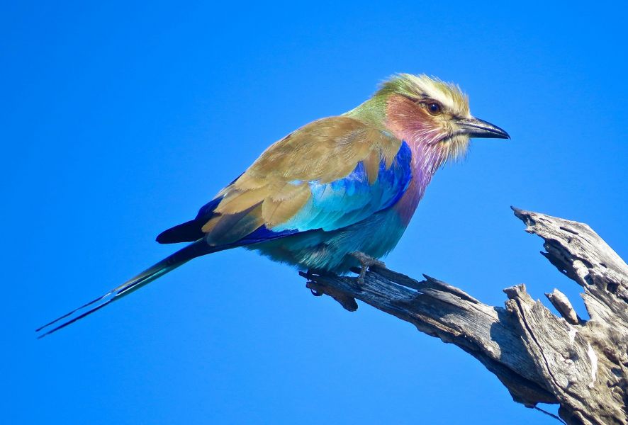 Another beautiful bird- the Lily breasted roller