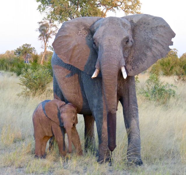 There are few things more dangerous than a mother elephant protecting her baby