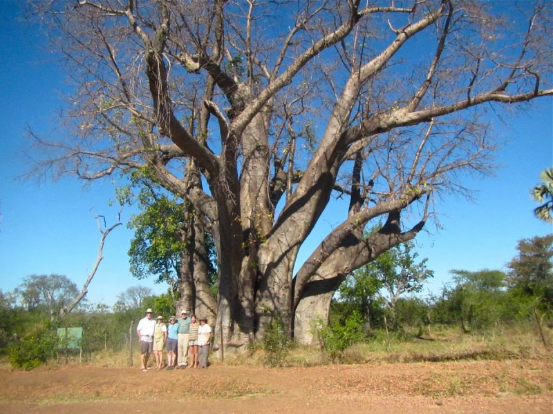 Of course we had to stop next to this 1,500-year-old Baobab tree