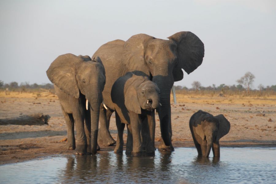 There few sights as interesting as watching elephants play in the water