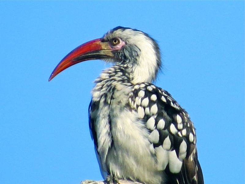 The birds of Africa are especially beautiful