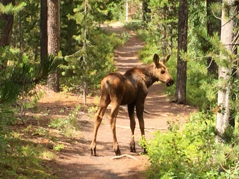 One of the highlights of our hike was seeing this moose colt and mom!