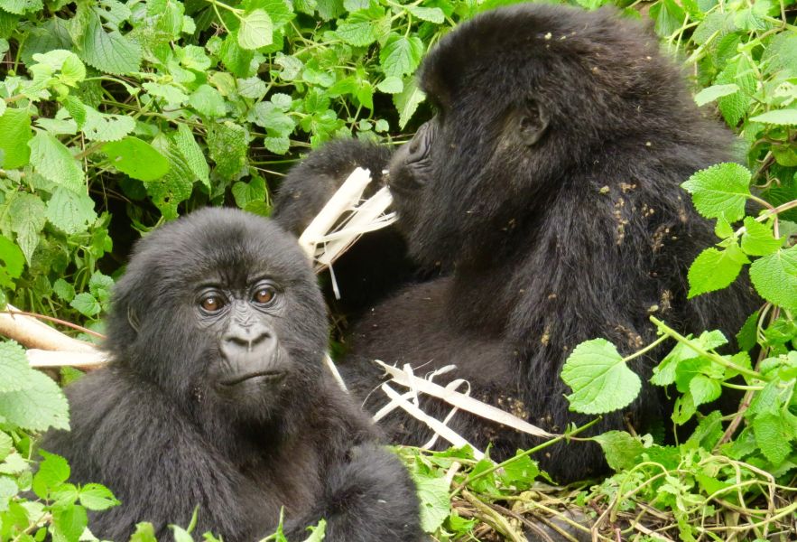 Imagine standing in the jungle, watching 24 gorillas, play, eat, and interact within 15 or 20 feet if you