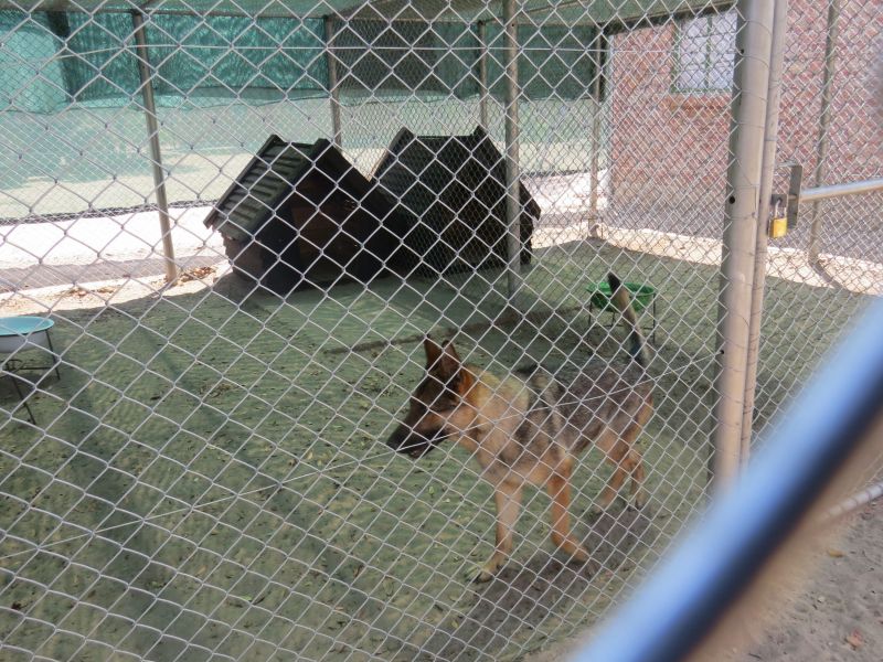 This is one of the PDC canines they use for tracking poachers in the park