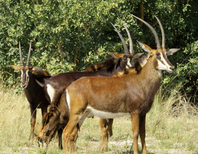 On our way to the school we drove past a breeding facility for these beautiful sable antelope. What a waste!