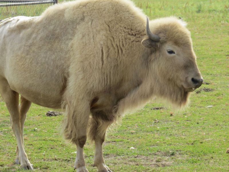 A rare white Buffalo  being raised at EARTHFIRE INSTITUTE