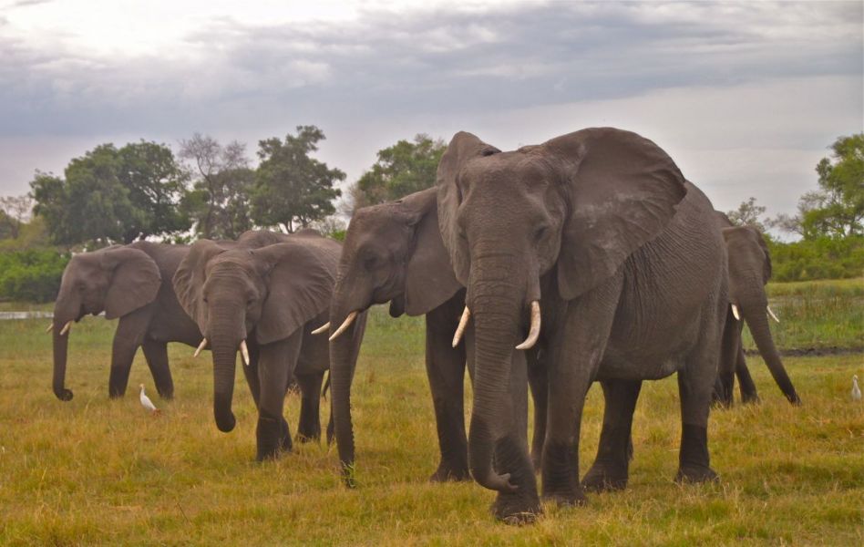 This year we saw more baby elephants than ever