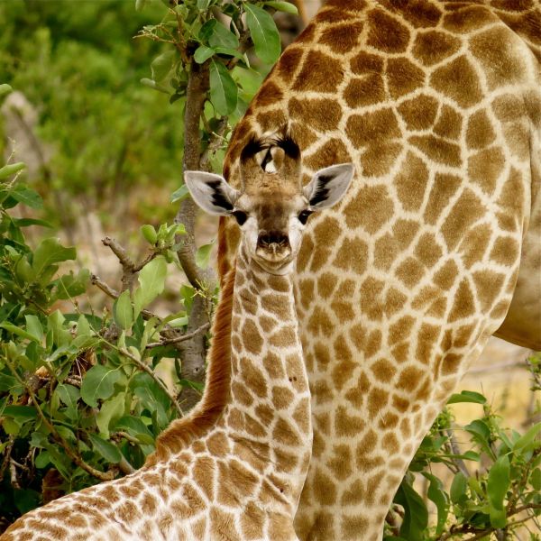Even giraffes are in danger of being caught in the deadly snares