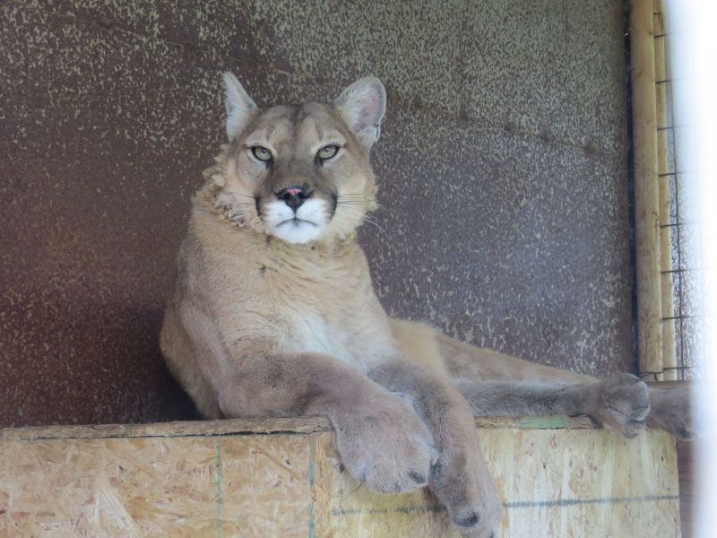 They are caring for a mountain lion that was formally  kept as a pet 