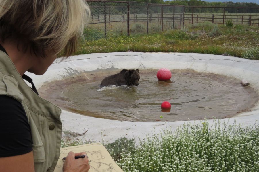 Just watching the joy of a bear playing in water brought me great joy.
