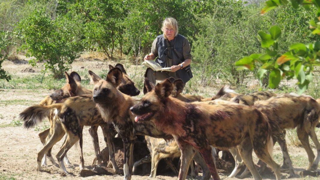 What a thrill it is to be so close to painted dogs sharing a kill