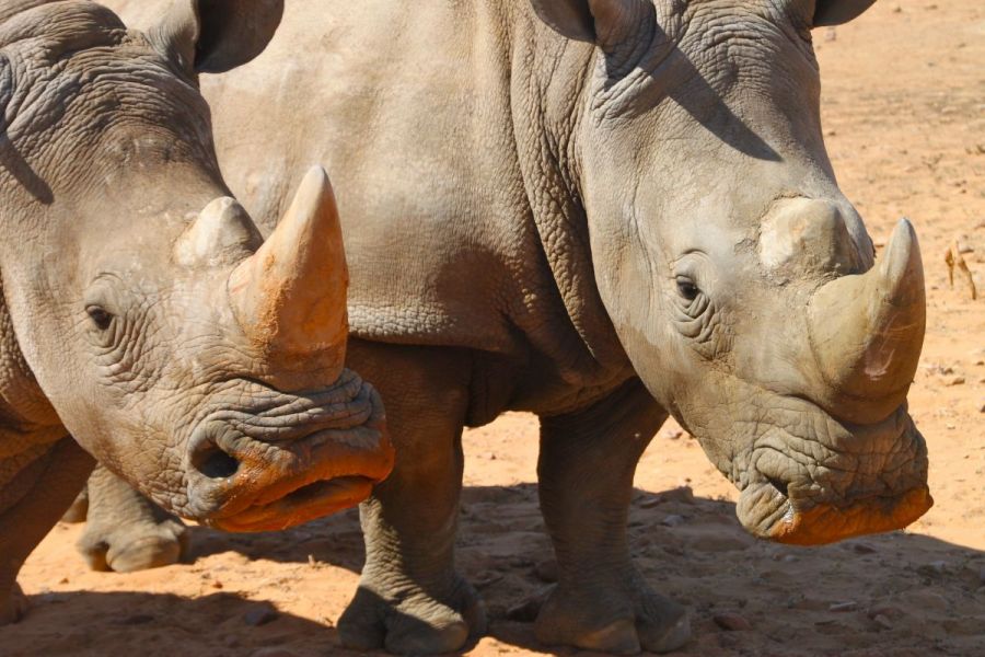 Here they raise orphaned rhinos