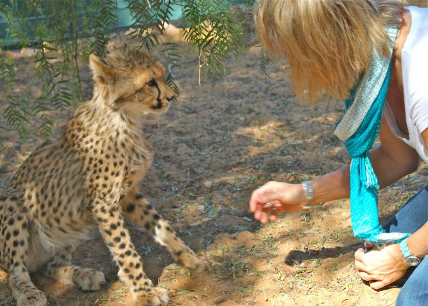  Orphaned cheetah cubs are incredibly cute!
