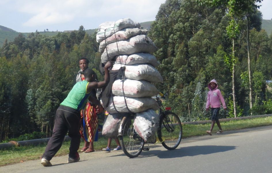 Hundreds of pounds of coffee potatoes are hauled on simple bicycles