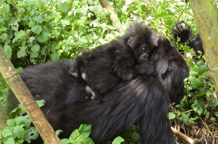 We spent one of the most incredible hours of our lives with the Sabyinyo  gorilla family.