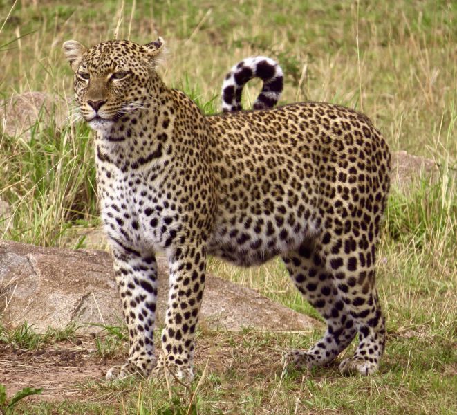 We were lucky enough to follow this beautiful leopard and her cub on their hunt