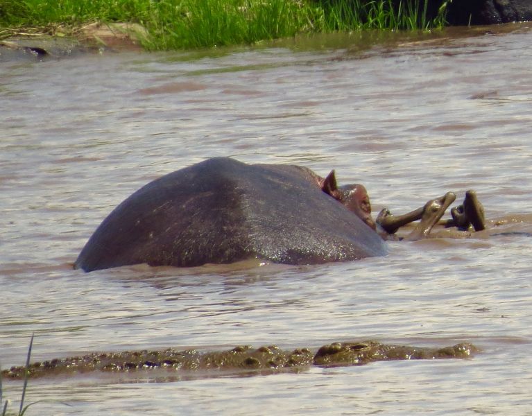 Not only are the 14 foot long crocs a menace, but highly territorial hippos can also drag a wildebeest to an underwater grave