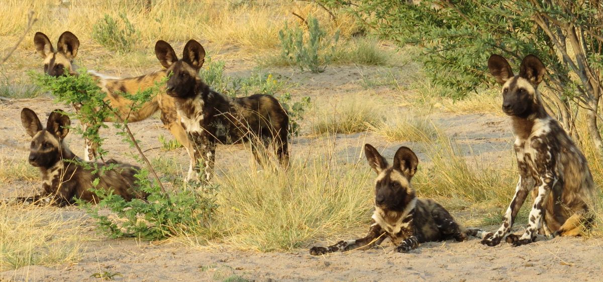 Painted dogs are one of the most endangered species on Earth.