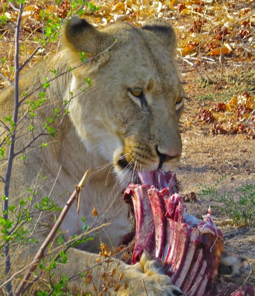 Sure enough there was a lion feeding on a wildebeest nearby