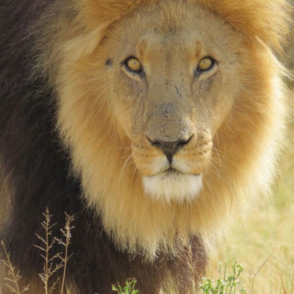 Through the Predator Project, these lions will be saved.