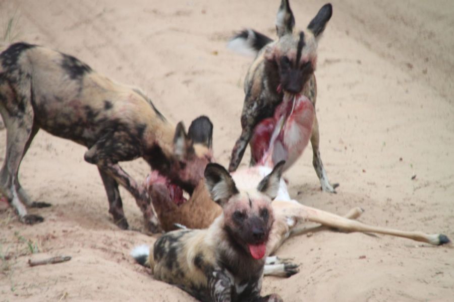 We watched as the pups and older painted dogs caught up