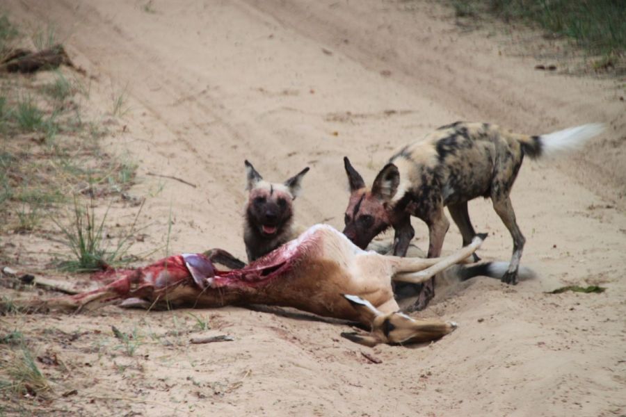 A slice of life (and death) in the African bush