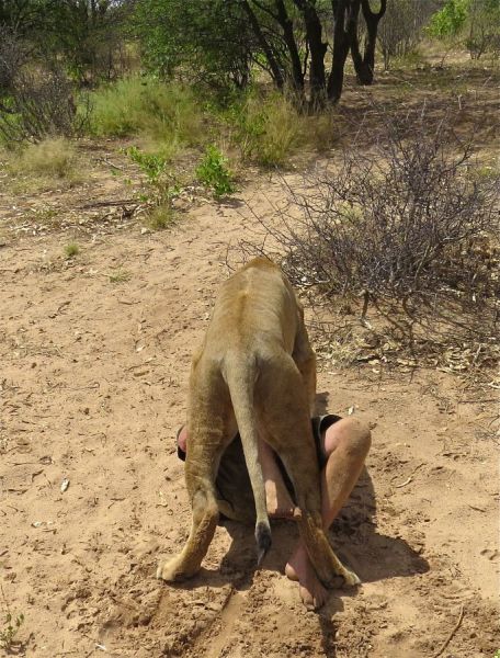Tragically, one of our guides got too close to this lion!