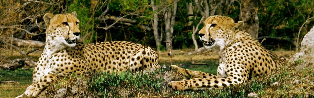 Two beautiful cheetah brothers