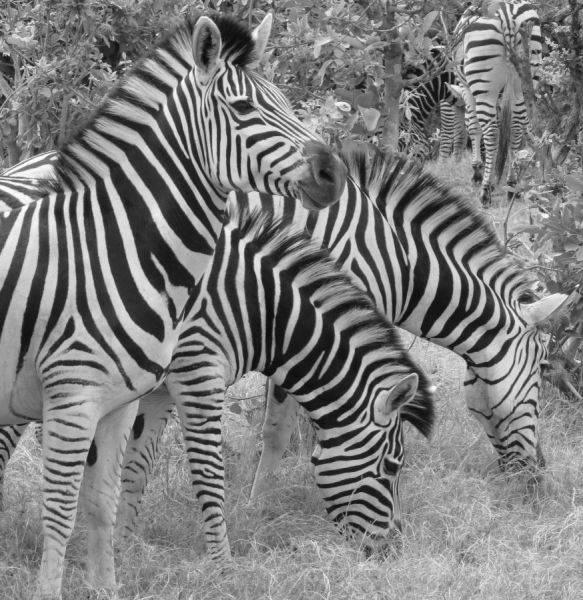 Zebras stripes and patterns are almost hypnotic