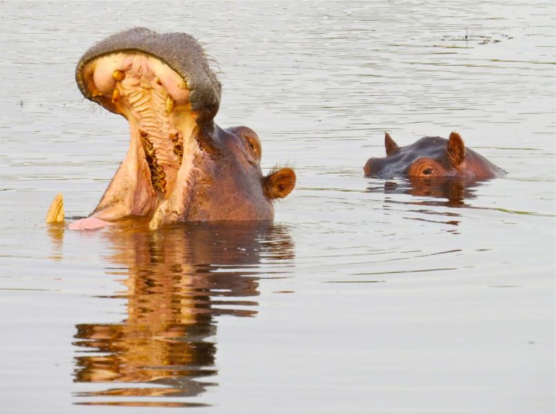  That hippo's 8-inch-long teeth can easily crush a boat