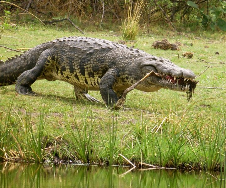 Prehistoric looking crocodiles dotted the shoreline